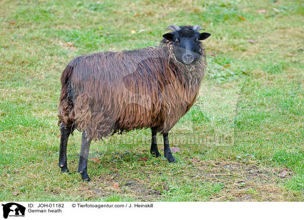 Heidschnucke / German heath / JOH-01182