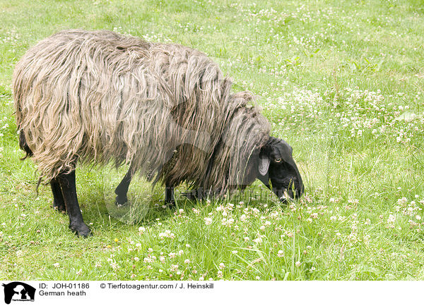 Heidschnucke / German heath / JOH-01186