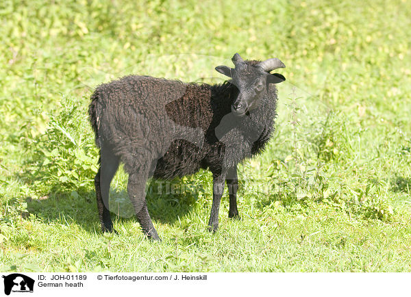 Heidschnucke / German heath / JOH-01189