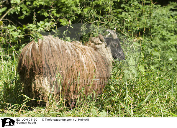 Heidschnucke / German heath / JOH-01190