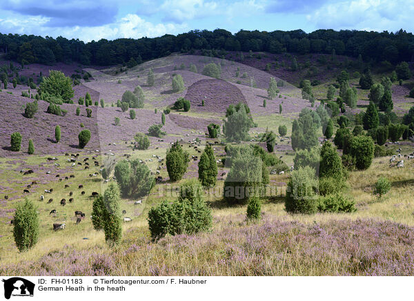 Heidschnucke in der Heide / German Heath in the heath / FH-01183