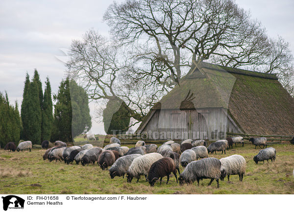 Heidschnucken / German Heaths / FH-01658