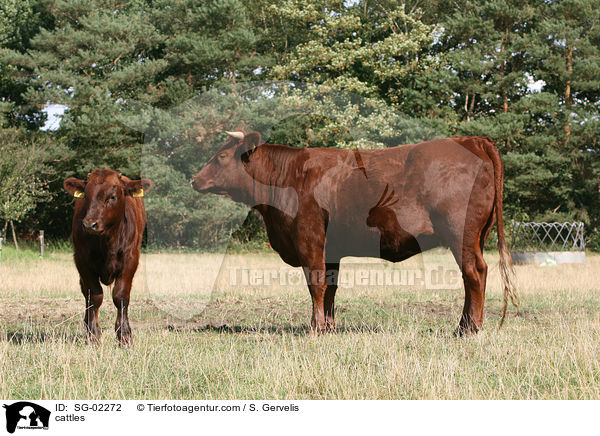 Rotes Hhenvieh / cattles / SG-02272