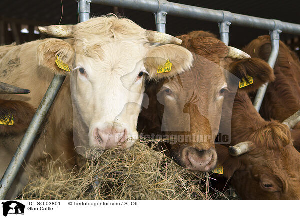 Glanrinder / Glan Cattle / SO-03801