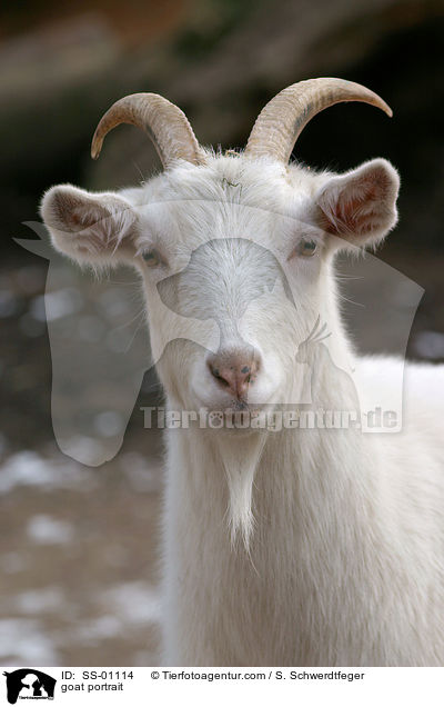 goat portrait / SS-01114