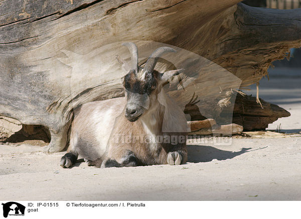 Ziege / goat / IP-01515