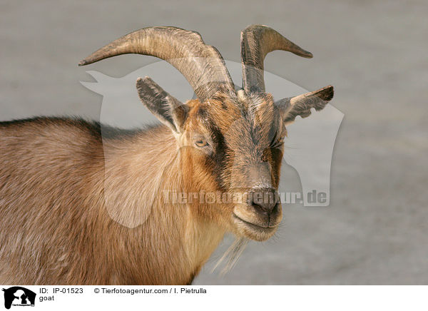 Ziege / goat / IP-01523