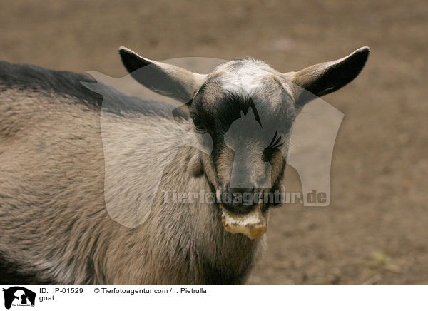 Ziege / goat / IP-01529
