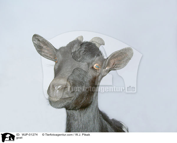 goat / WJP-01274