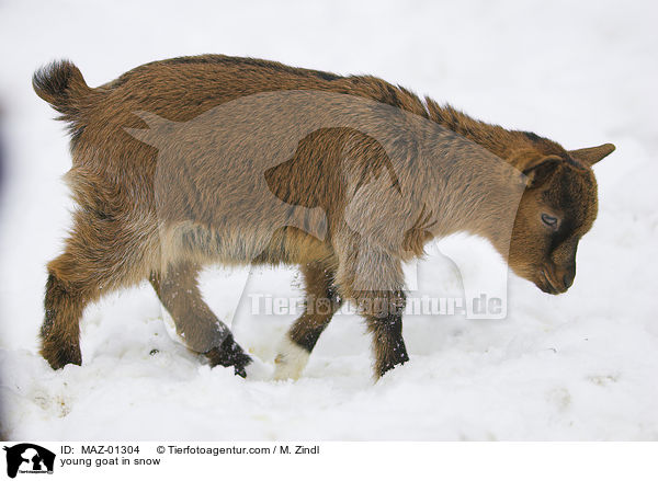junge Ziege im Schnee / young goat in snow / MAZ-01304