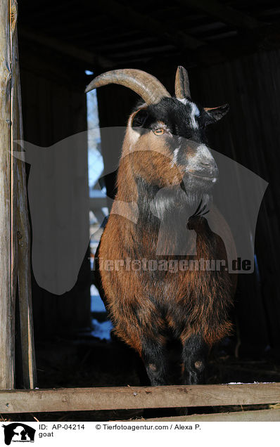 goat / AP-04214