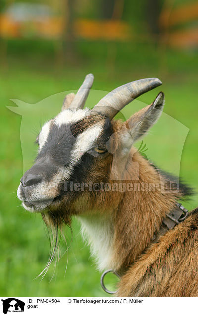 goat / PM-04504