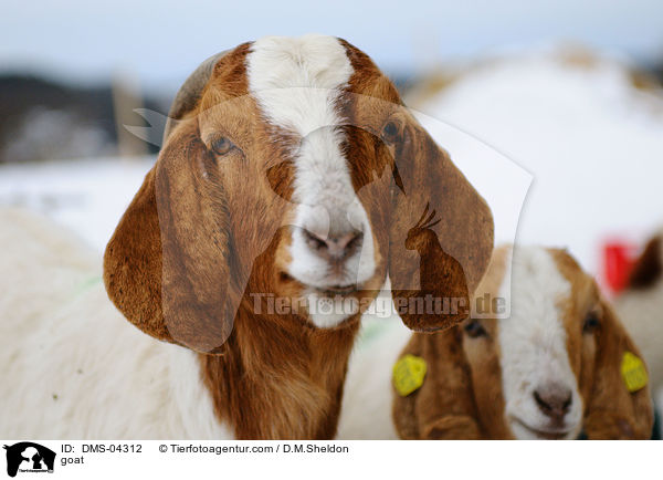 Ziege / goat / DMS-04312