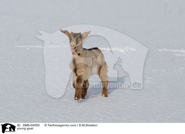junge Ziege / young goat / DMS-04850