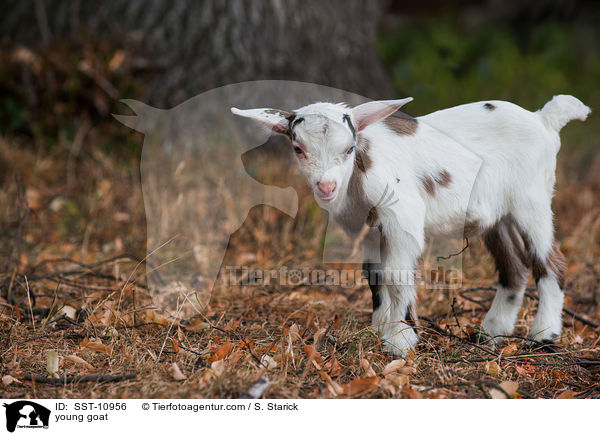junge Hausziege / young goat / SST-10956
