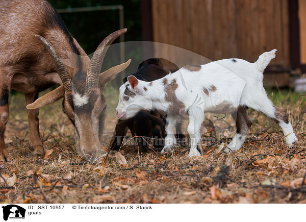 Hausziegen / goats / SST-10957