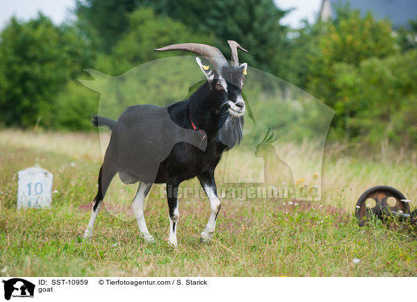 Hausziege / goat / SST-10959