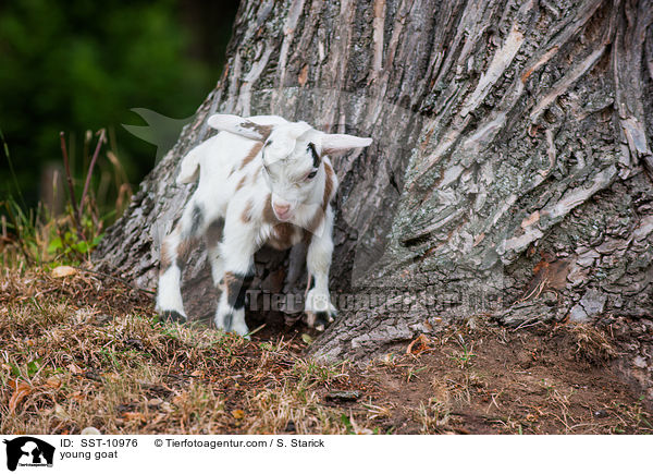 junge Hausziege / young goat / SST-10976