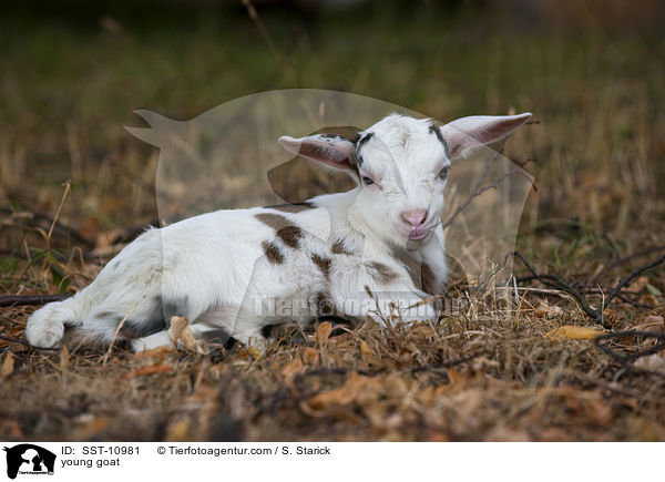 junge Hausziege / young goat / SST-10981