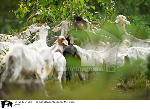 Ziegen / goats / MHE-01067