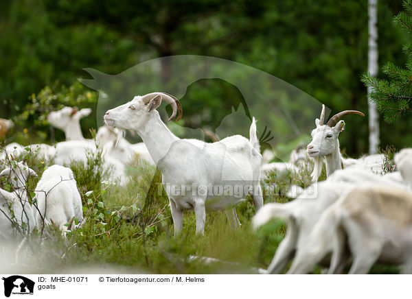 Ziegen / goats / MHE-01071