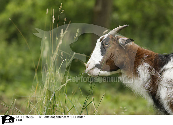 Ziege / goat / RR-92397