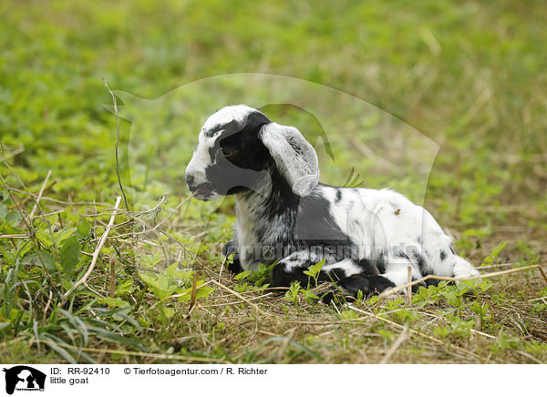 Zicklein / little goat / RR-92410