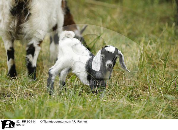 Ziegen / goats / RR-92414