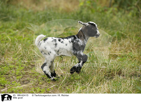 Zicklein / little goat / RR-92415