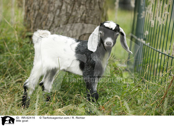 Zicklein / little goat / RR-92416