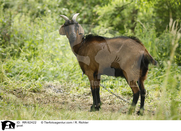 Ziege / goat / RR-92422