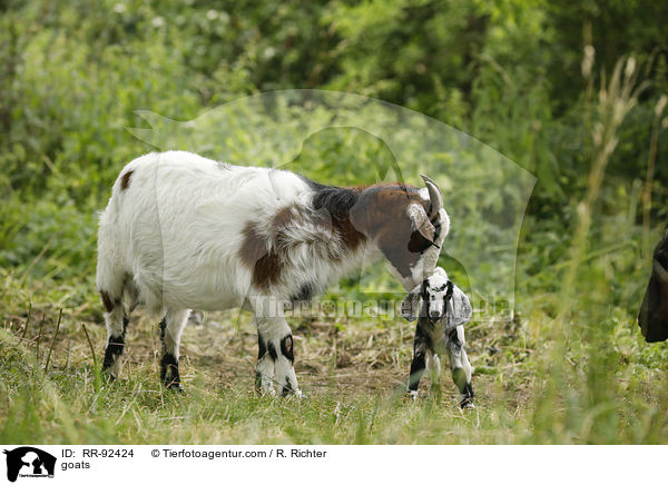 Ziegen / goats / RR-92424