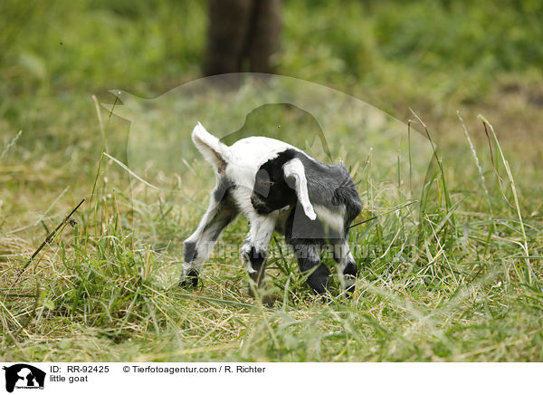 Zicklein / little goat / RR-92425