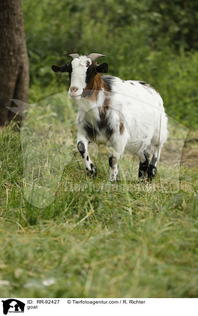 Ziege / goat / RR-92427