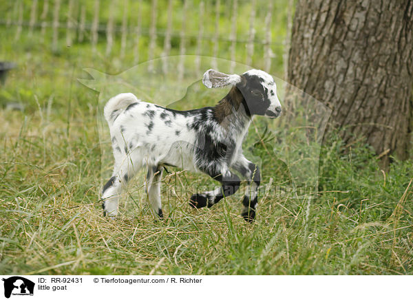 Zicklein / little goat / RR-92431