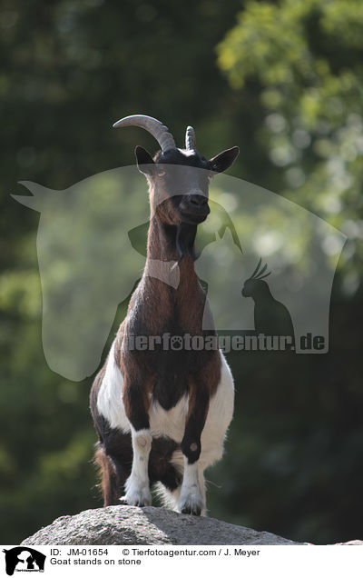 Ziege steht auf Stein / Goat stands on stone / JM-01654