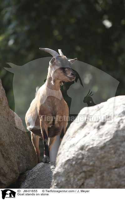 Ziege steht auf Stein / Goat stands on stone / JM-01655