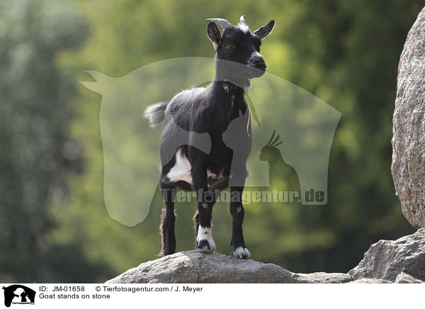 Ziege steht auf Stein / Goat stands on stone / JM-01658