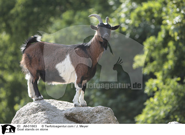 Ziege steht auf Stein / Goat stands on stone / JM-01663