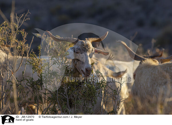 Ziegenherde / herd of goats / JM-12970