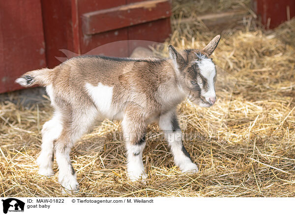 Ziegen Baby / goat baby / MAW-01822