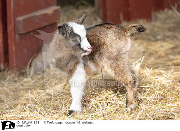 Ziegen Baby / goat baby / MAW-01823