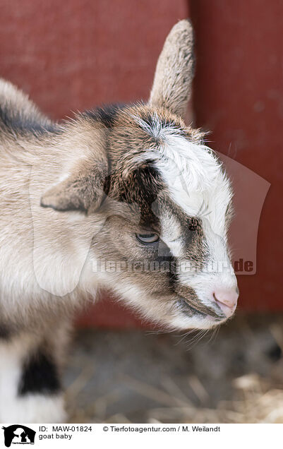 Ziegen Baby / goat baby / MAW-01824