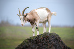 standing goat
