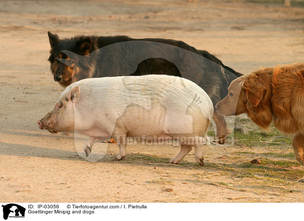 Gttinger Minischwein und Hunde / Goettinger Minipig and dogs / IP-03056