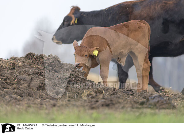 Heckrinder / Heck Cattle / AM-05791