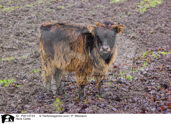 Heckrind / Heck Cattle / PW-14724