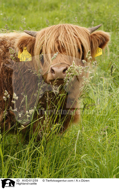 Schottisches Hochlandrind / Highland-cattle / AVD-01259