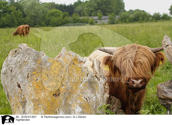 Schottisches Hochlandrind / highlnder / AVD-01261