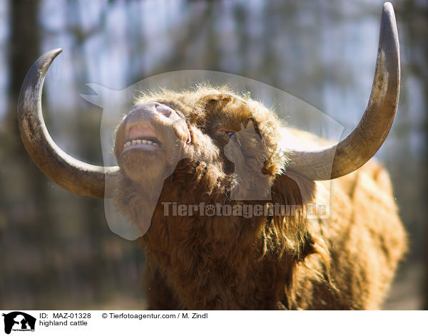 highland cattle / MAZ-01328